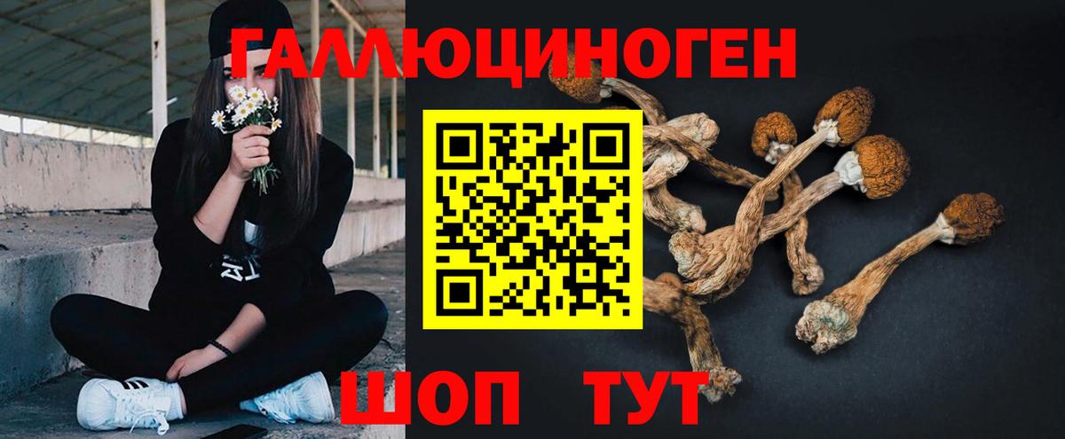 Псилоцибиновые грибы Cubensis Сарапул
